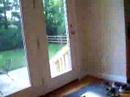 Cat tippin\