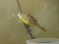 fahaka puffer handfeeding 6\" nile banded freshwater fish fahaka puffer handfeeding 6\" nile banded freshwater fish