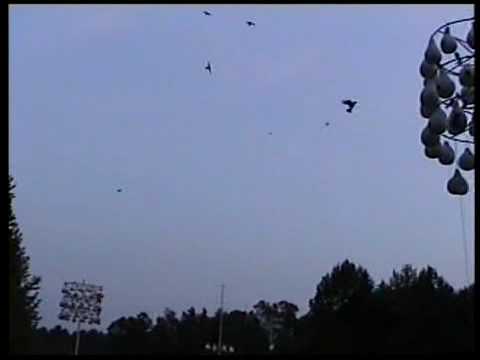 how to attract purple martins in nj