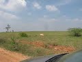 MVI 8435 blackbuck stag standing alone at Maidanahalli