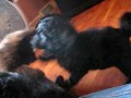 Labradoodle pups