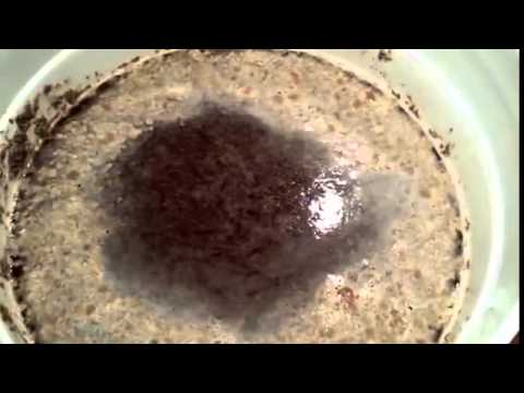 how to harvest yeast from krausen
