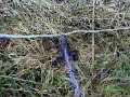 frogs