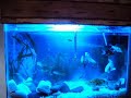 peixes de varias qualidades como:5carpas,3kinguios sendo um telescópio,2coridoras e outros!! 
