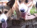 CORGI ENERGY