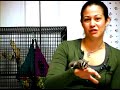 Sugar Gliders as Pets : The Mess and Odors of Pet Sugar Gliders