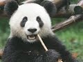 chengdu-china.html