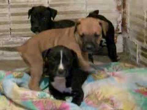 bandog