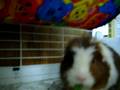 videos de Willy eating