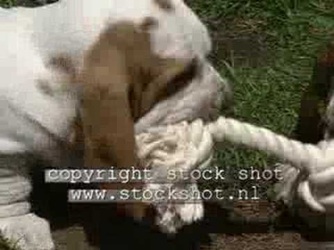basset hound
