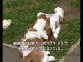 Basset Hound pups playing