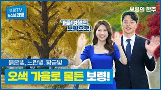 뉴스브리핑ㅣ오색 가을로 아름답게 물든 보령!