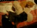 videos de Bebes persas e maine coon