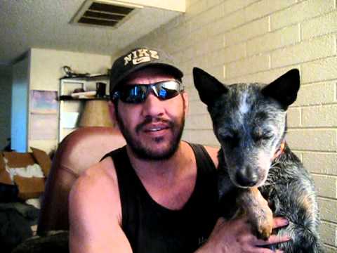 how to train blue heelers