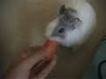 Cotton does the circle trick
