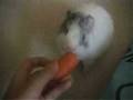 videos de Cotton does the circle trick