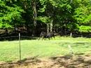 Fighting heifers