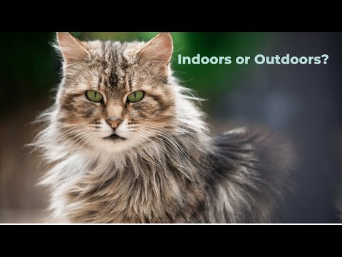 Indoor-Outdoor Cats?  Risks vs. Rewards, and Precautions to Take Before Letting Your Cat Outside