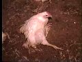 Kentucky Fried Cruelty