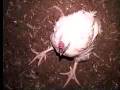 Kentucky Fried Cruelty