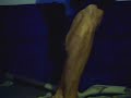 Some calves flexing Some calves flexing