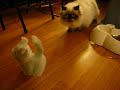 Cat VS Robot Cat