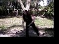 Hooping! Hooping!