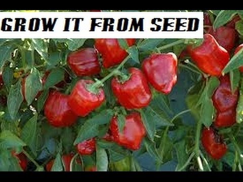 how to plant seeds from peppers