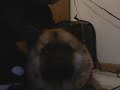 Cubby Wubby Puumba Face