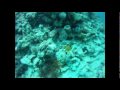 El Gouna Kiteboarding and Diving - 07-08