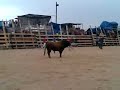 Festes de Maig Alcanar \ Festes de Maig Alcanar \