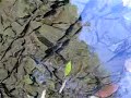 river river