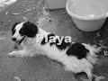 Animais União Zoófila