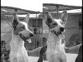 Animais União Zoófila