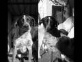 Animais União Zoófila