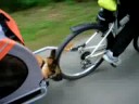 attelage mali