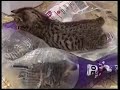 Feral Kittens Play in Purex Bag 07