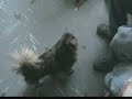 ja ja ja.. es el perrito d mi amigo lucho, ese perro es re malo, al rpincipio parecia re santo y derrepente se saco bad dog!!