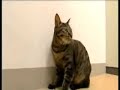 Fearless Mouse