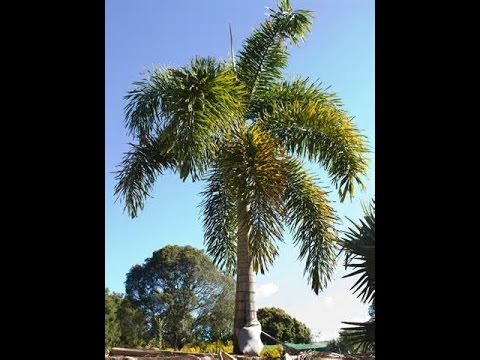 how to fertilize foxtail palm