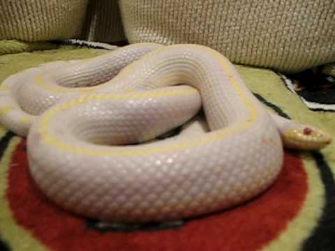 how to care for a king snake