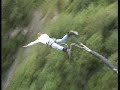 Saut � l\
