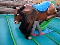 Domando al toro