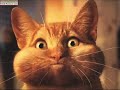 les animaux funs