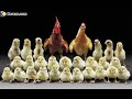 les animaux funs