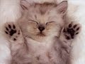 les animaux funs