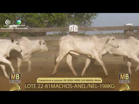 512� LEIL�O VIRTUAL MB LEIL�ES