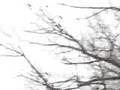 A Murder Of Crows