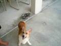 Corgi playing fetch