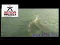 RC Killer Whale Electric Racing Boat